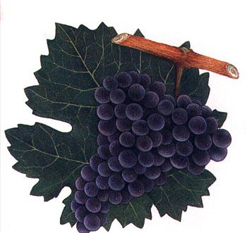 Каберне-Совиньон