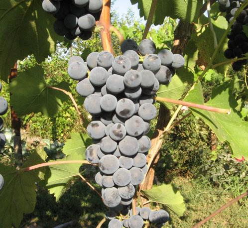 Гранатовый